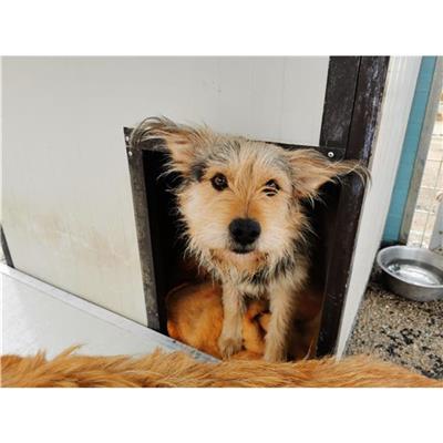 Comune di Atripalda - Cane - Microchip 380260044950640