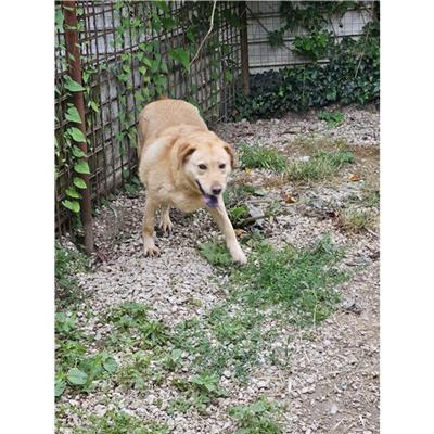 Comune di Atripalda - Cane - Microchip 380260043172614